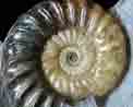 ammonite detail.