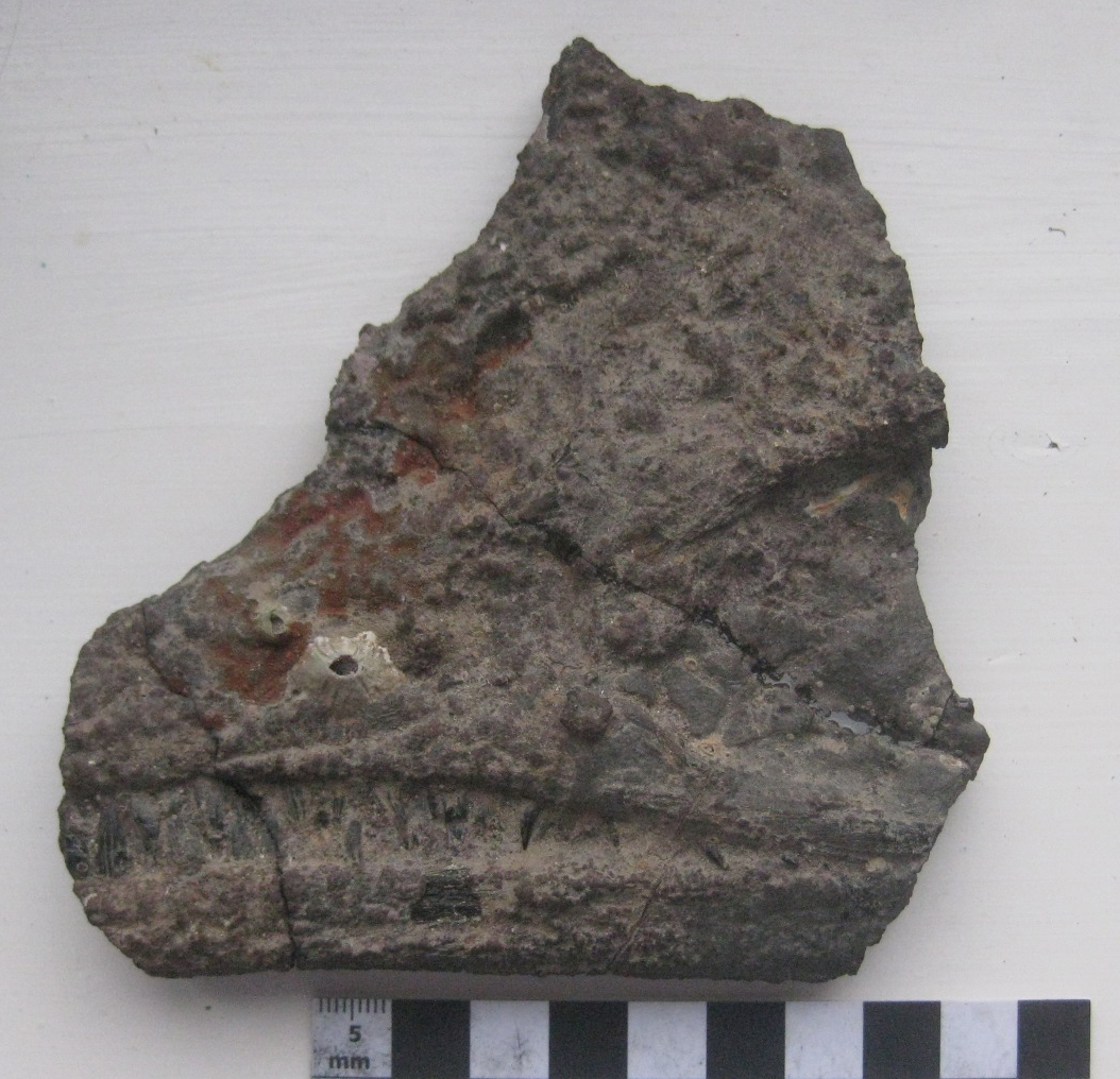 Richard's Christmas Eve find - the partial skull of a juvenile ichthyosaur