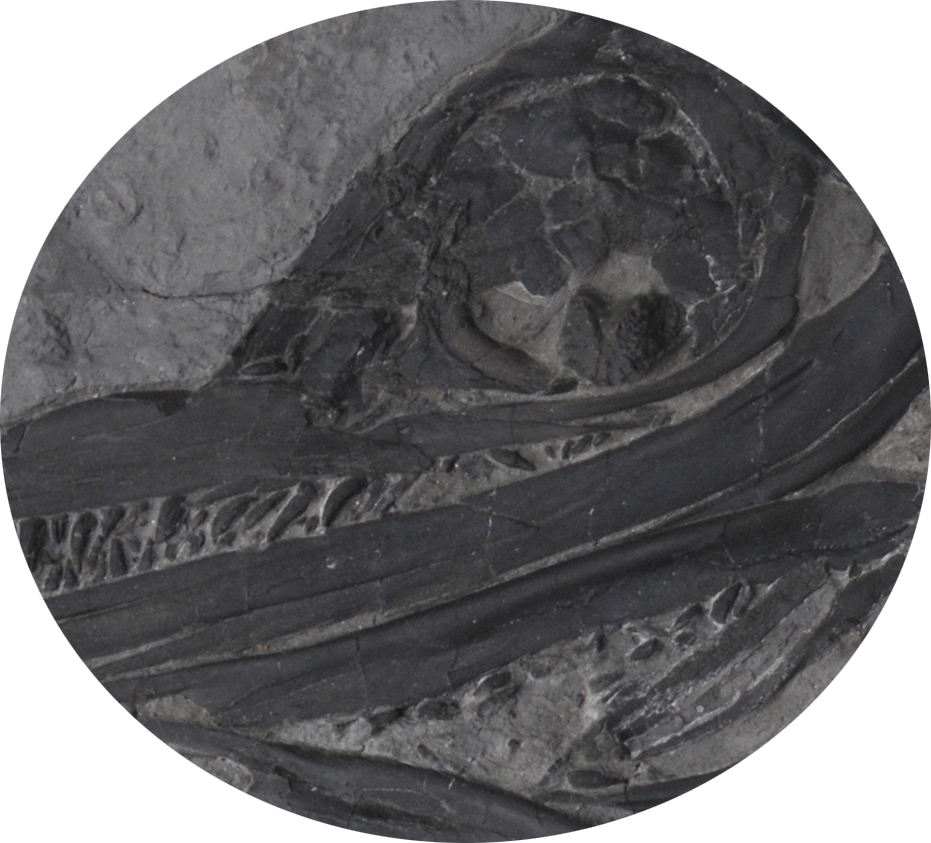 A 'Cleaned up' ichthyosaur skull for comparison