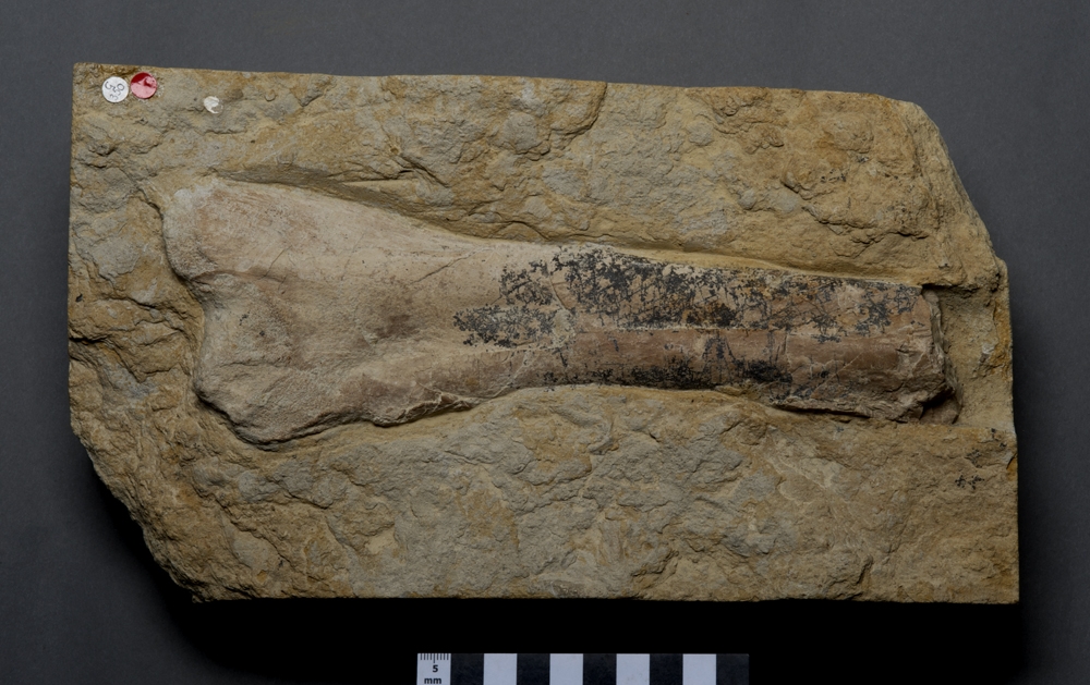 Iguanodon dinosaur bone, lower cretaceous period, 142 million years old