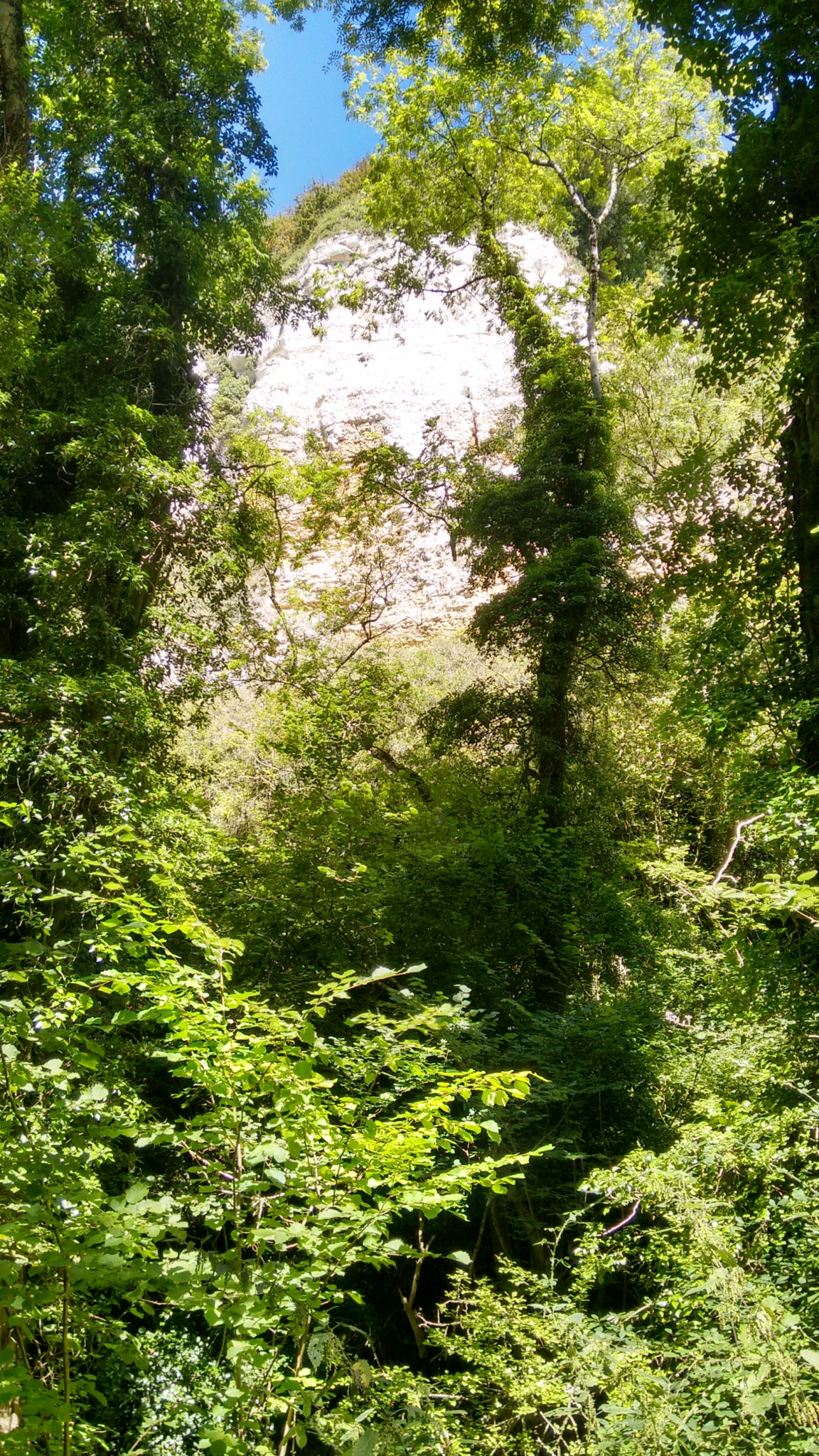 Undercliffs Reserve