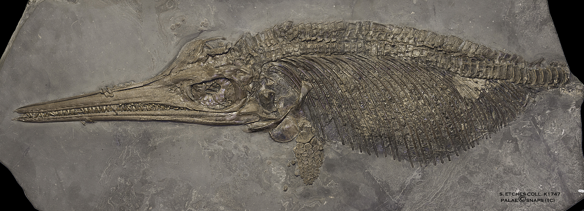 The Etches Collection - Museum of Jurassic Marine Life, Ichthyosaur