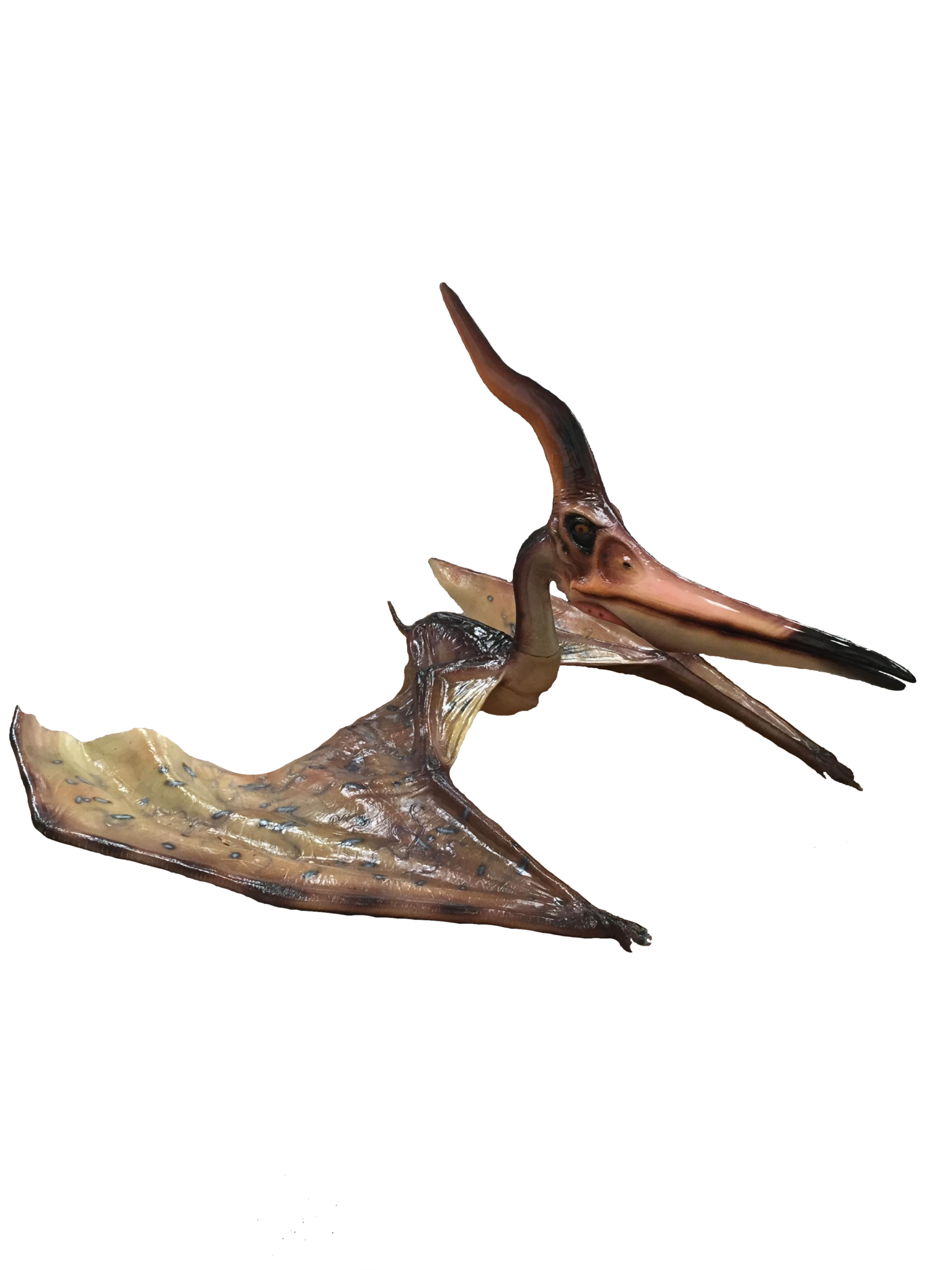 Pterosaur