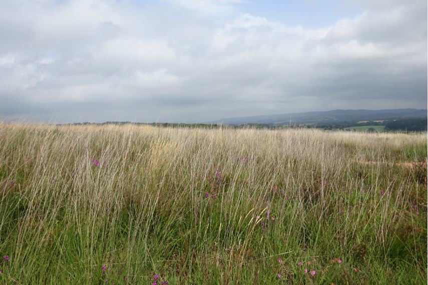 pebblebed heath