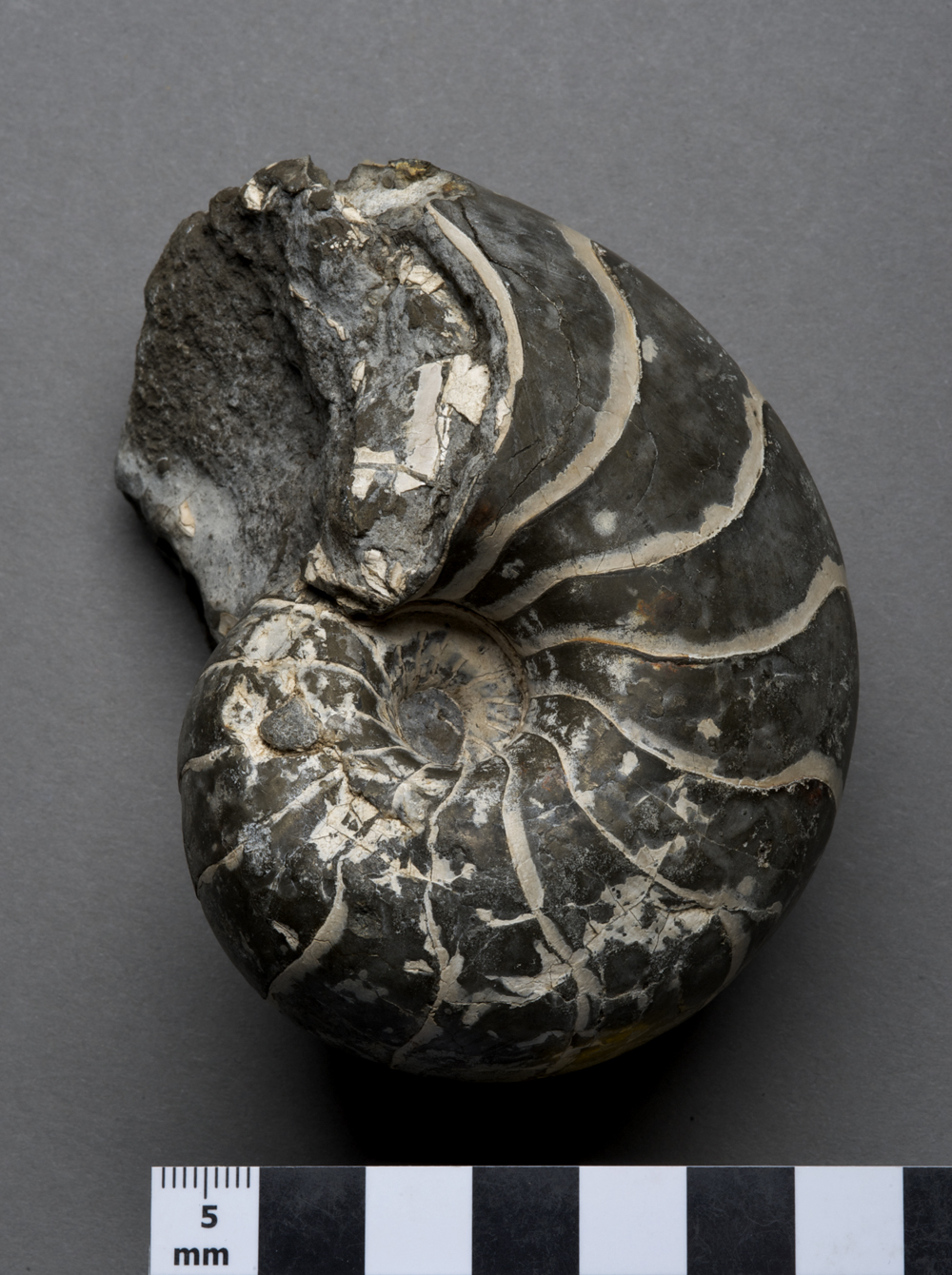 Ammonite or Nautilus
