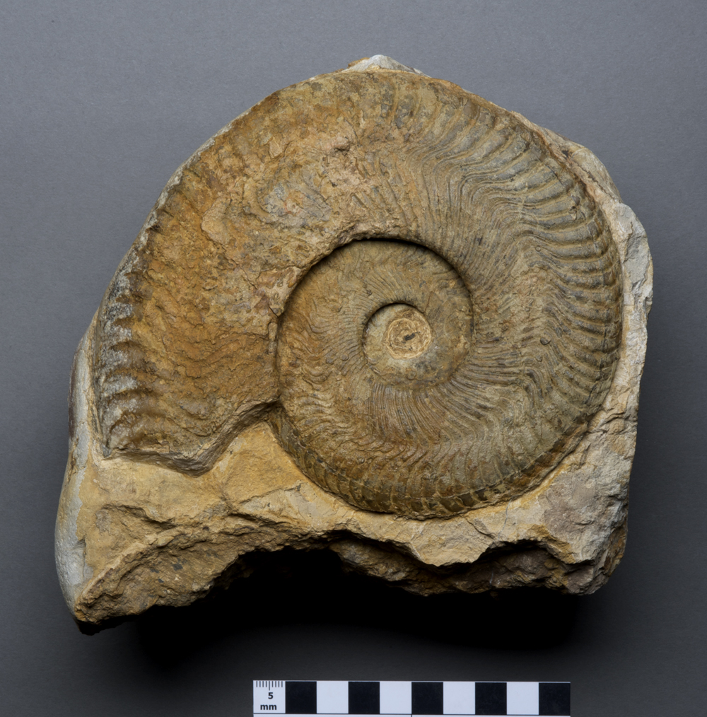 Ammonite. Harpoceras elegans from the Junction Bed (Dyrham Formation) between Seatown and Eype