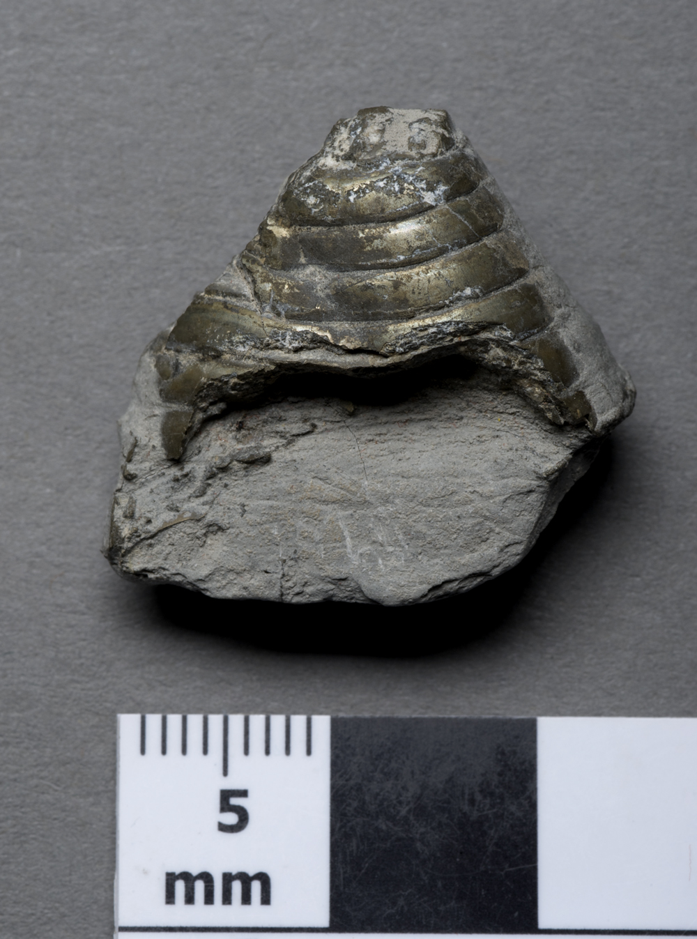 the phragmocone or chambered shell which sat inside the solid shell (guard)